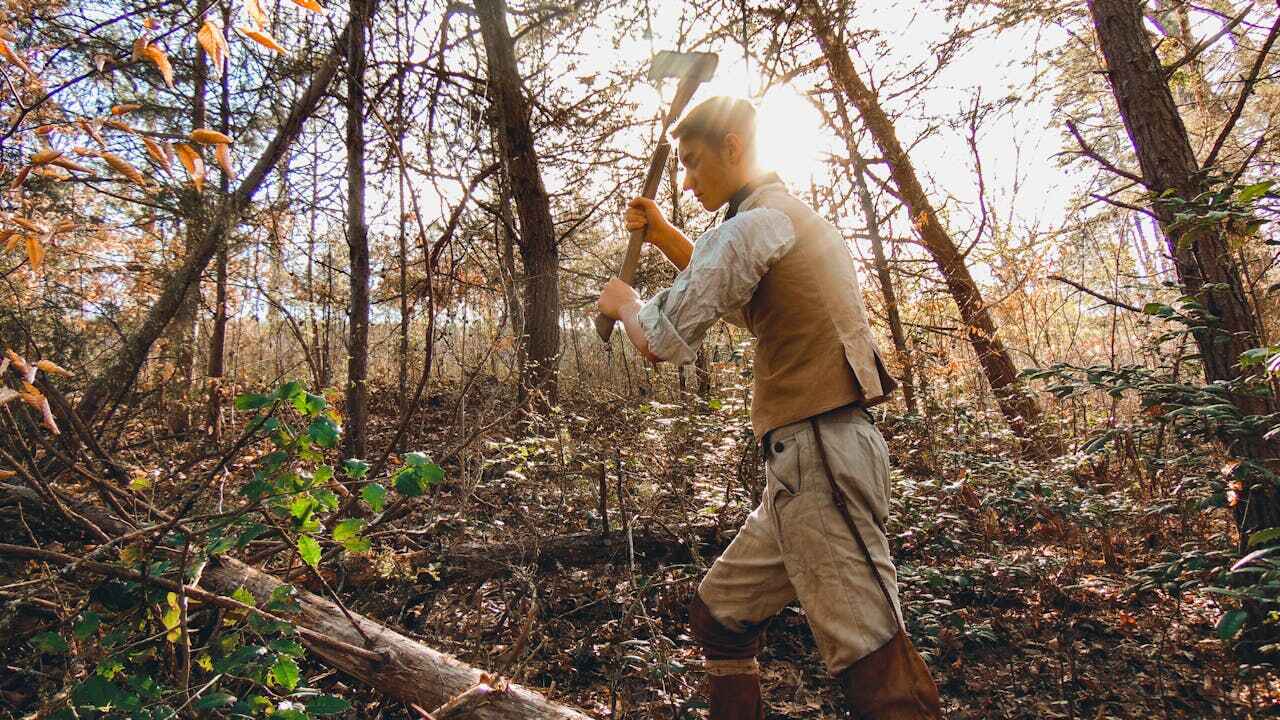 Best Large Tree Removal  in USA